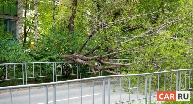 дорога, упавшее дерево, повреждение, забор, ветер, ураган