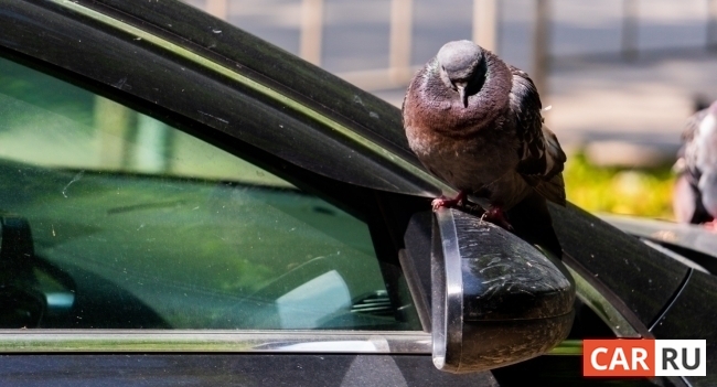 птицы на машине